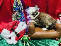 Blue eyed Sable, a male Shorkie for sale in Shreveport, LA – Photo 9 of 10