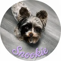 Arrax: Small KB Dark Chocolate Boy, a male Yorkshire Terrier for sale in Shreveport, LA – 10 of 10