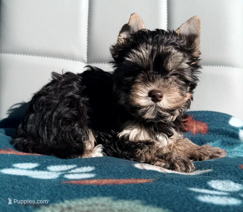 Chocolate and Tan Girl – Yorkshire Terrier puppy for sale in Shreveport, LA