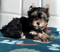 Chocolate and Tan Girl, a female Yorkshire Terrier for sale in Shreveport, LA – 1 of 7