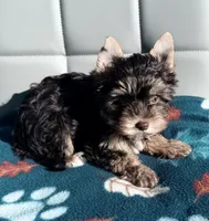 Chocolate and Tan Girl, a female Yorkshire Terrier for sale in Shreveport, LA – 5 of 7