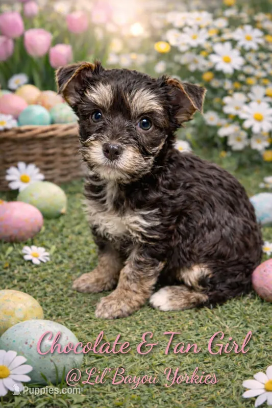 Chocolate and Tan Girl – Yorkshire Terrier puppy for sale in Shreveport, LA