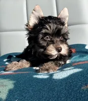 Chocolate and Tan Girl, a female Yorkshire Terrier for sale in Shreveport, LA – 3 of 7