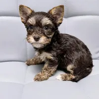 Chocolate and Tan Girl, a female Yorkshire Terrier for sale in Shreveport, LA – Photo 1 of 3