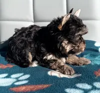 Chocolate and Tan Girl, a female Yorkshire Terrier for sale in Shreveport, LA – 4 of 7