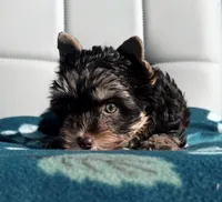 Chocolate and Tan Girl, a female Yorkshire Terrier for sale in Shreveport, LA – 2 of 7