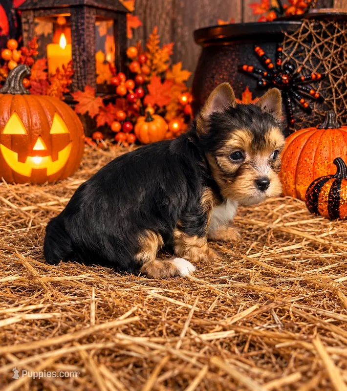 Traditional Boy - Blonde & Chocolate Carrier – Yorkshire Terrier puppy for sale in Shreveport, LA