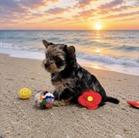Merle Girl, a female Yorkshire Terrier for sale in Shreveport, LA – 3 of 10
