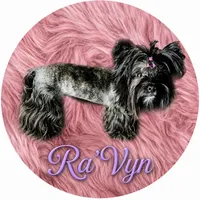 Full suited Chocolate Sable Brindle Boy, a male Yorkshire Terrier for sale in Shreveport, LA – 7 of 7