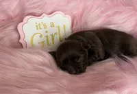 Chocolate Girl - possibly brindle, a female Yorkshire Terrier for sale in Shreveport, LA – 2 of 5