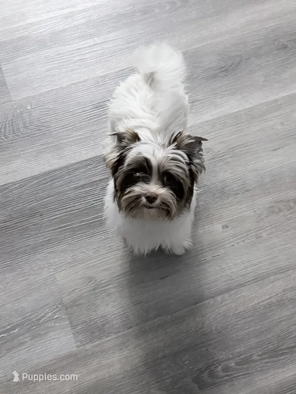 Billi: White Brindle Boy (kbr/kbr) – Yorkshire Terrier puppy for sale in Shreveport, LA