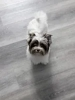 SALE: Billi: White Brindle Boy (kbr/kbr), a male Yorkshire Terrier for sale in Shreveport, LA – 1 of 10