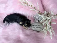 Traditional Girl  Import Parents , a female Yorkshire Terrier for sale in Shreveport, LA – 3 of 4