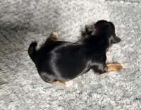 Traditional Boy , a male Yorkshire Terrier for sale in Shreveport, LA – 5 of 7