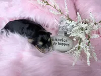 Traditional Girl  Import Parents , a female Yorkshire Terrier for sale in Shreveport, LA – 4 of 4