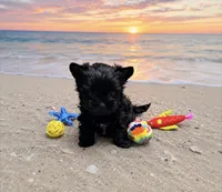 KB Black Boy, a male Yorkshire Terrier for sale in Shreveport, LA – 1 of 9