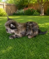 RARE Brindle merle Yorkie Boy, a male Yorkshire Terrier for sale in Shreveport, LA – 2 of 3