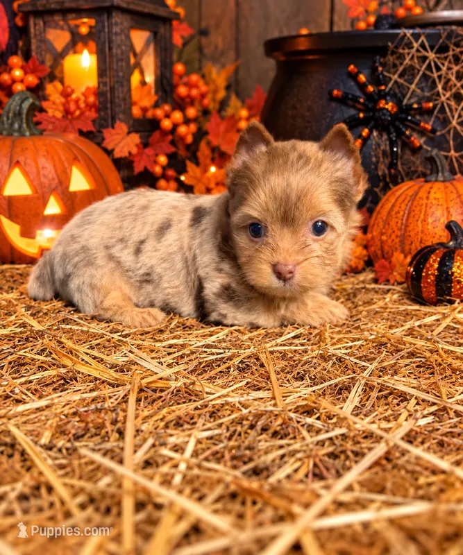 Chocolate Merle Boy - Blonde carrier – Yorkshire Terrier puppy for sale in Shreveport, LA
