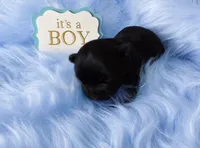KB Black Boy, a male Yorkshire Terrier for sale in Shreveport, LA – 4 of 4