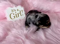 Merle Girl with Points, a female Yorkshire Terrier for sale in Shreveport, LA – 4 of 5