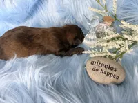 Full suited Chocolate Sable Brindle Boy, a male Yorkshire Terrier for sale in Shreveport, LA – 4 of 7