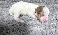 Extreme white Chocoberry girl, a female Yorkshire Terrier for sale in Shreveport, LA – 4 of 8