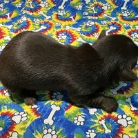 HAZEL: KB chocolate girl, a female Yorkshire Terrier for sale in Shreveport, LA – Photo 4 of 9