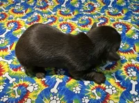 HAZEL: KB chocolate girl, a female Yorkshire Terrier for sale in Shreveport, LA – Photo 4 of 10