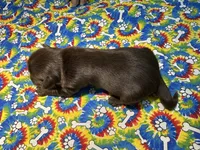 HAZEL: KB chocolate girl, a female Yorkshire Terrier for sale in Shreveport, LA – Photo 8 of 10