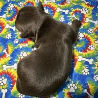 HAZEL: KB chocolate girl, a female Yorkshire Terrier for sale in Shreveport, LA – Photo 6 of 9