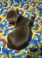 HAZEL: KB chocolate girl, a female Yorkshire Terrier for sale in Shreveport, LA – Photo 7 of 10