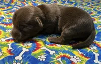 HAZEL: KB chocolate girl, a female Yorkshire Terrier for sale in Shreveport, LA – Photo 3 of 10