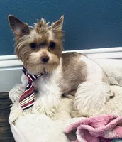 HAZEL: KB chocolate girl, a female Yorkshire Terrier for sale in Shreveport, LA – Photo 10 of 10