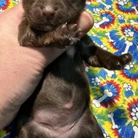 HAZEL: KB chocolate girl, a female Yorkshire Terrier for sale in Shreveport, LA – Photo 8 of 9