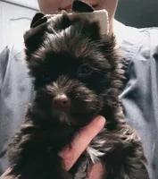 HAZEL: KB chocolate girl, a female Yorkshire Terrier for sale in Shreveport, LA – Photo 1 of 10