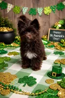 HAZEL: KB chocolate girl, a female Yorkshire Terrier for sale in Shreveport, LA – Photo 1 of 9