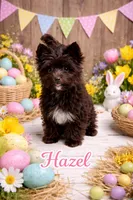 HAZEL: KB chocolate girl, a female Yorkshire Terrier for sale in Shreveport, LA – Photo 2 of 9