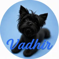 KB Black Boy, a male Yorkshire Terrier for sale in Shreveport, LA – 9 of 9