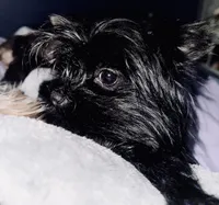 Balerion - KB Black Merle Boy , a male Yorkshire Terrier for sale in Shreveport, LA – 9 of 9