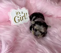Merle Girl with Points, a female Yorkshire Terrier for sale in Shreveport, LA – 2 of 5