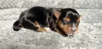 Traditional Boy , a male Yorkshire Terrier for sale in Shreveport, LA – 2 of 7