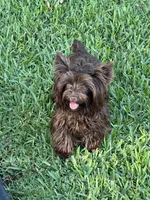 KB Chocolate Female, a female Yorkshire Terrier for sale in Shreveport, LA – 4 of 5