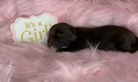 Chocolate Girl - possibly brindle, a female Yorkshire Terrier for sale in Shreveport, LA – 3 of 5