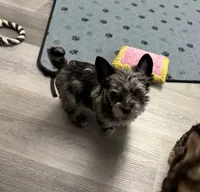 Balerion - KB Black Merle Boy , a male Yorkshire Terrier for sale in Shreveport, LA – 6 of 9
