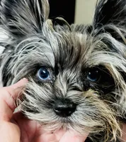 Sylas Tiny Teacup KB Merle, a male Yorkshire Terrier for sale in Shreveport, LA – Photo 6 of 10
