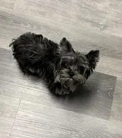 Sylas Tiny Teacup KB Merle, a male Yorkshire Terrier for sale in Shreveport, LA – Photo 4 of 10