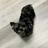 Sylas Tiny Teacup KB Merle, a male Yorkshire Terrier for sale in Shreveport, LA – Photo 3 of 10