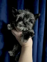 Sylas Tiny Teacup KB Merle, a male Yorkshire Terrier for sale in Shreveport, LA – Photo 8 of 10