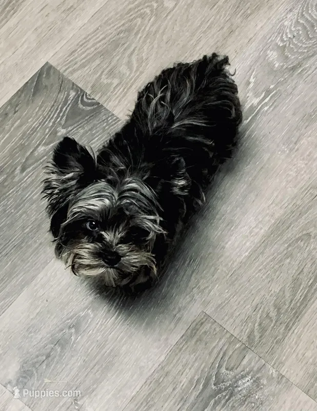 Sylas Tiny Teacup KB Merle