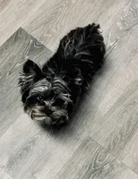 Sylas Tiny Teacup KB Merle, a male Yorkshire Terrier for sale in Shreveport, LA – Photo 1 of 10